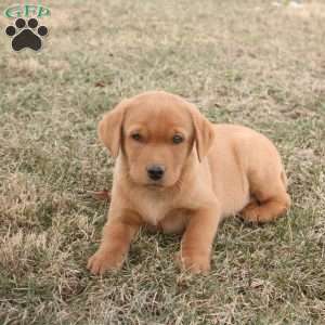 Koda, Fox Red Labrador Retriever Puppy